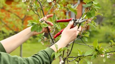 بهترین قیچی باغبانی رونیکس